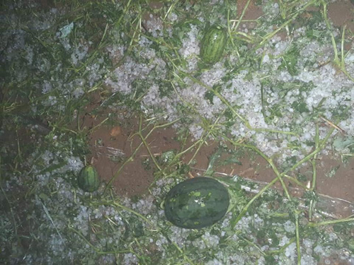 Mưa đá gây thiệt hại diện tích hoa màu tại xã Ma Ly Pho